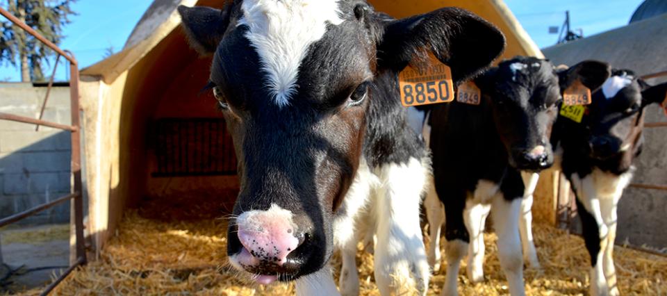 Bovine-virical-diarrhoea-BVD