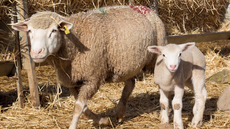 Hiprastats for small ruminants