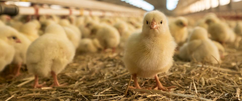 Poultry Animal Health