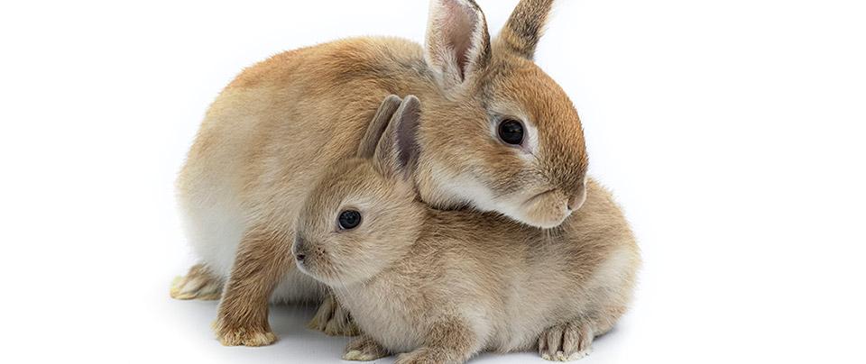 Rabbits Animal Health