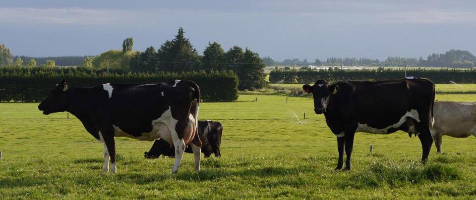 Ruminants Animal Health