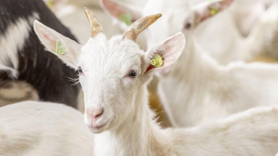 International  Sheep Veterinary Congress 2023