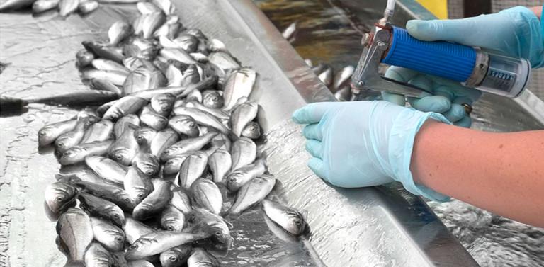 vaccination-against-listonella-anguillarum-in-sea-bass2