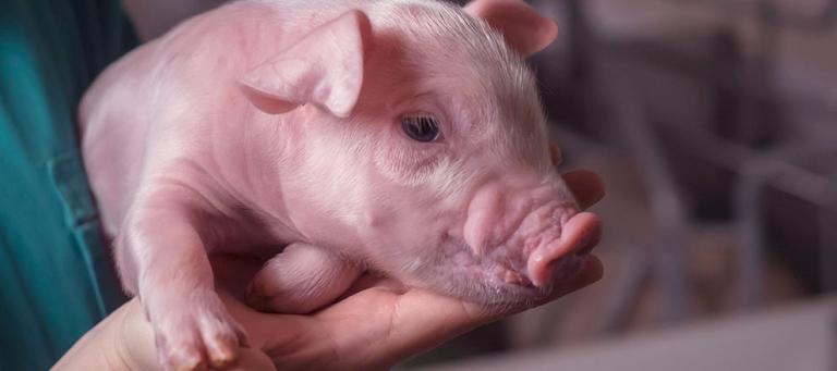 edema-disease-piglets