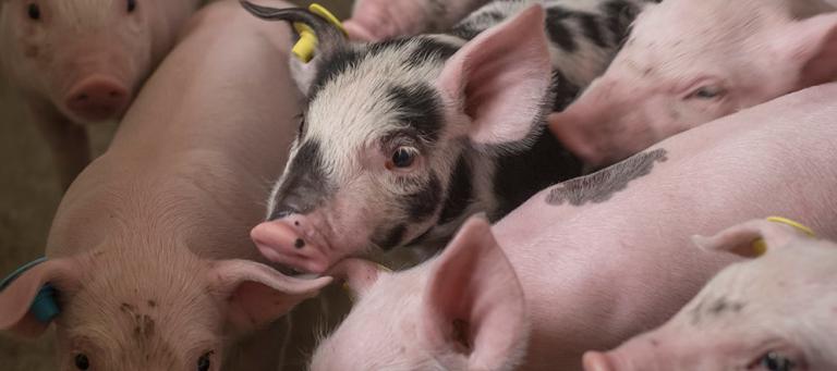 edema-disease-piglets2