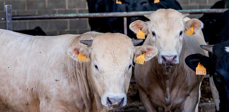 header-biosecurity-farms-covid-19-D