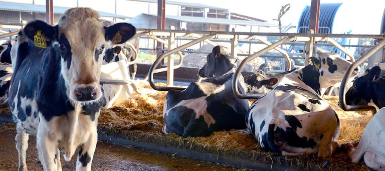 vaccination against strep uberis