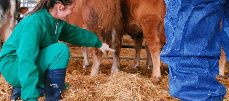 Histophilus somni infection: an outbreak in cattle in Cental Italy