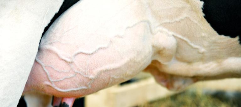 Mastitis in dairy cows