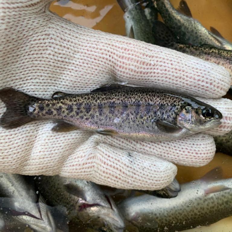 asistencia tecnica trucha