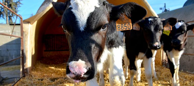 Bovine-virical-diarrhoea-BVD