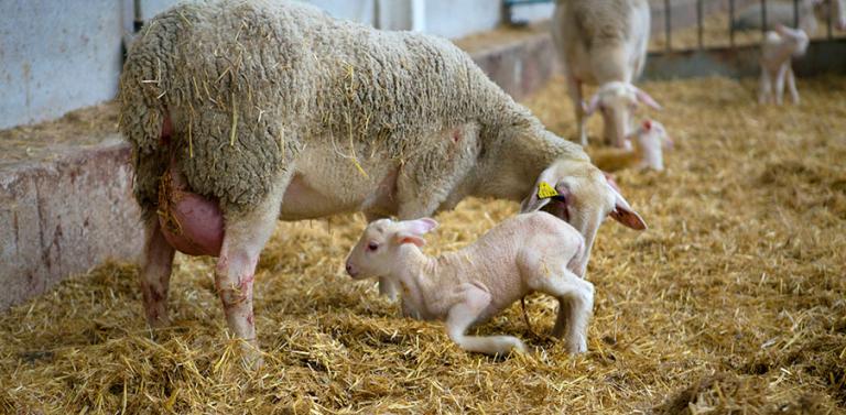 infetious-agent-sheep-abortions