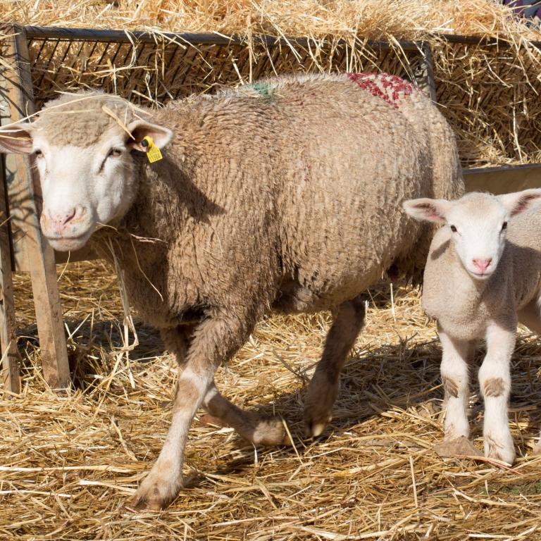 Hiprastats for small ruminants