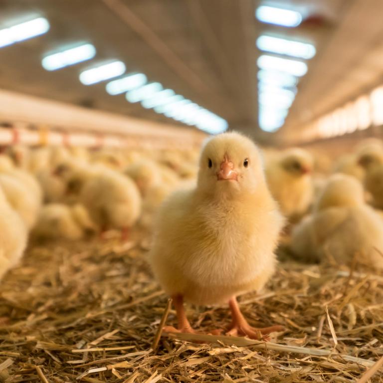 Poultry HIPRA Animal Health