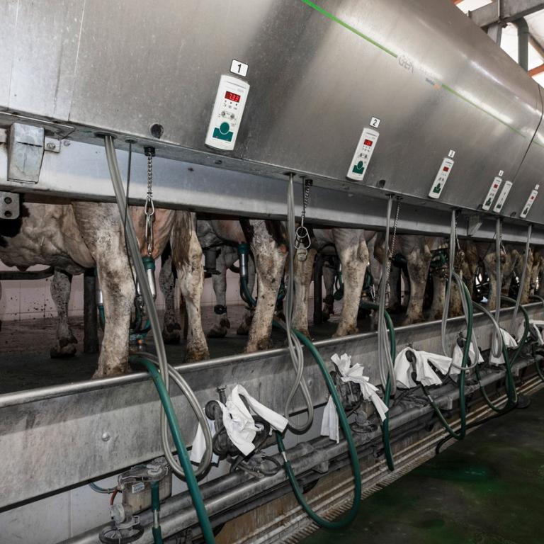 automatic milking mastitis
