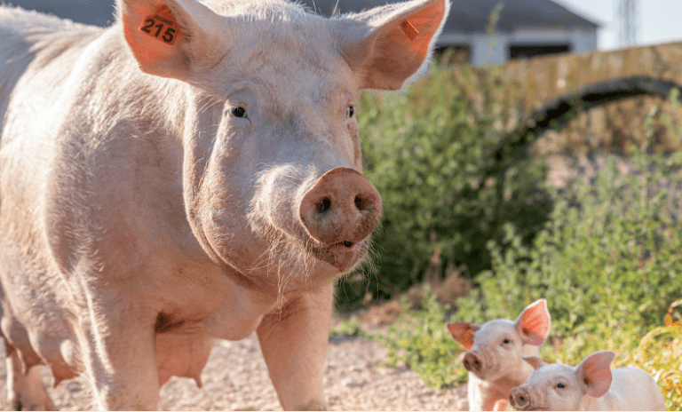 costridium novyi vaccination