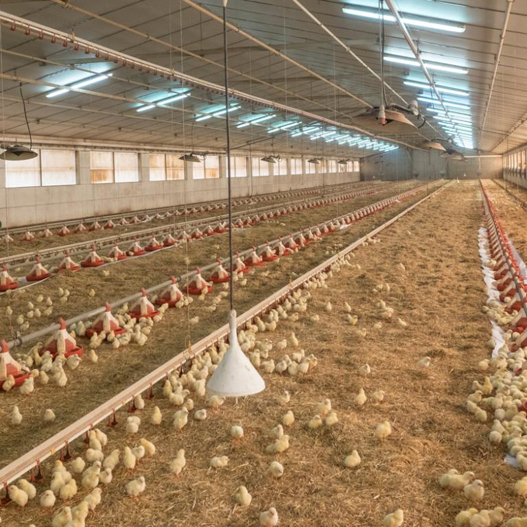 Poultry Farm