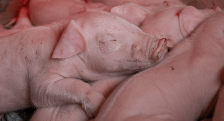 piglet vaccination