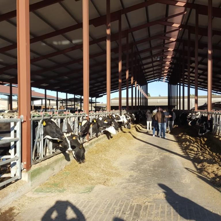 Curso de Experto en Sanidad Bovina (II)