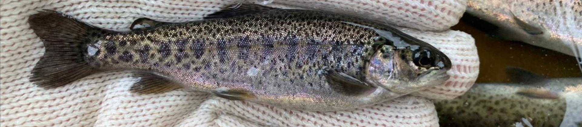 asistencia tecnica trucha