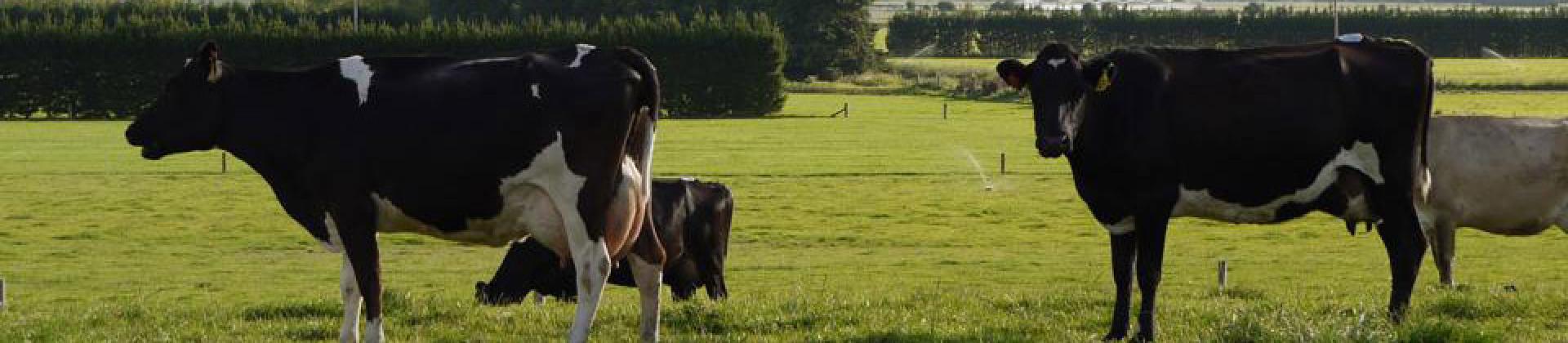 Ruminants Animal Health