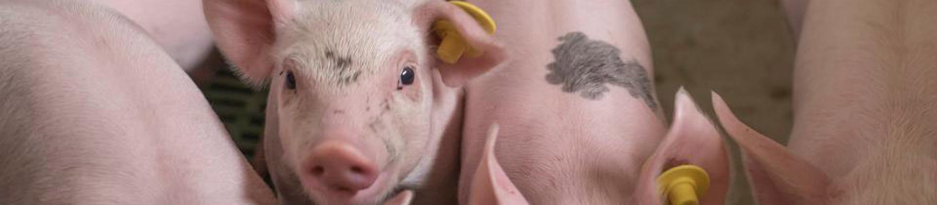 Swine Animal Health